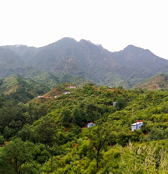 國家(jiā)柴雞生(shēng)态養殖基地